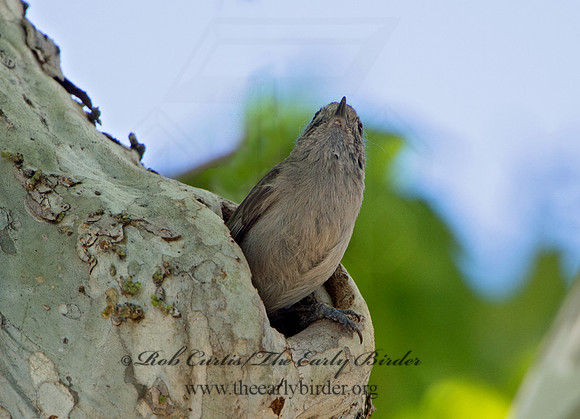 Baeolophus inornatus  OAK TITMOUSE 9057094