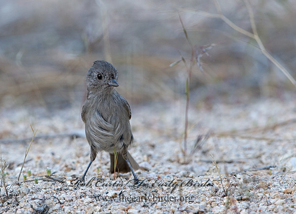 Baeolophus inornatus  OAK TITMOUSE 9057131