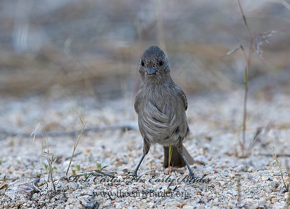 Baeolophus inornatus  OAK TITMOUSE 9057130