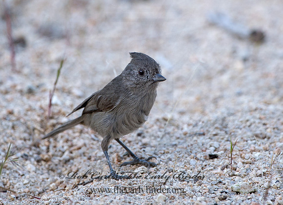 Baeolophus inornatus  OAK TITMOUSE 9057134