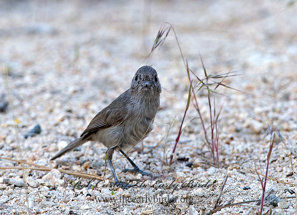 Baeolophus inornatus  OAK TITMOUSE 9057133