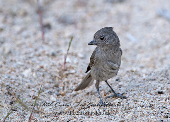 Baeolophus inornatus  OAK TITMOUSE 9057136