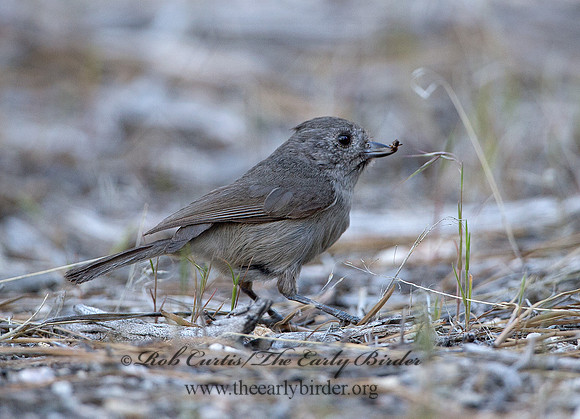Baeolophus inornatus  OAK TITMOUSE 9057140