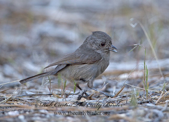 Baeolophus inornatus  OAK TITMOUSE 9057141