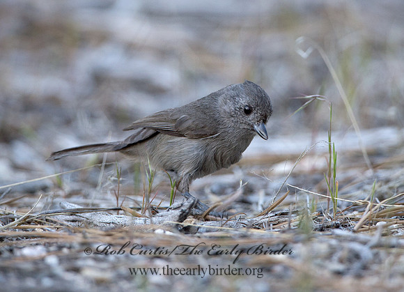 Baeolophus inornatus  OAK TITMOUSE 9057143