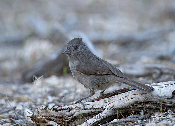 Baeolophus inornatus  OAK TITMOUSE 9057146