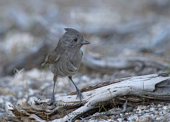 Baeolophus inornatus  OAK TITMOUSE 9057147