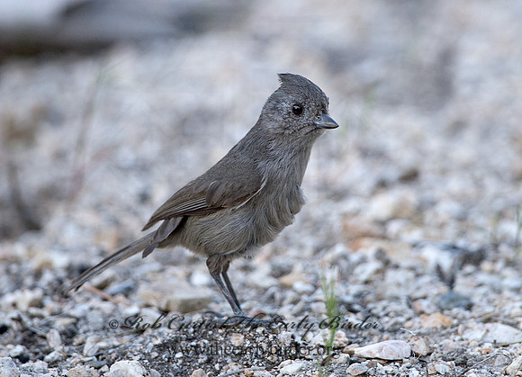 Baeolophus inornatus  OAK TITMOUSE 9057148