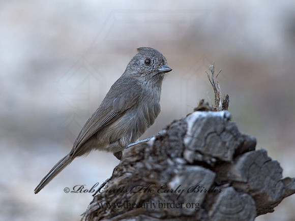 Baeolophus inornatus  OAK TITMOUSE 9057152