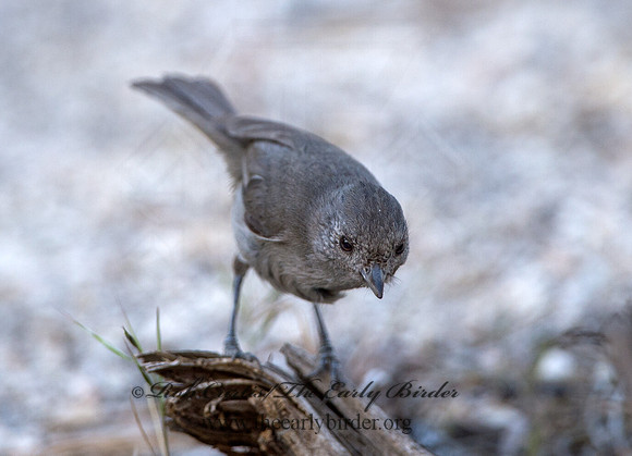 Baeolophus inornatus  OAK TITMOUSE 9057150