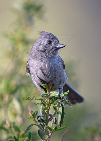 Baeolophus inornatus  OAK TITMOUSE 9057156