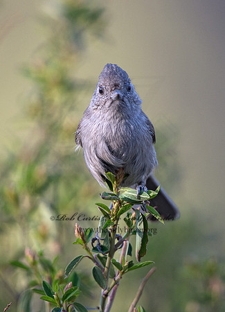 Baeolophus inornatus  OAK TITMOUSE 9057157