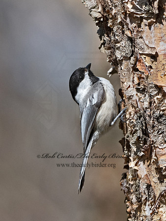 Poecile atricapillus  BLACK-CAPPED CHICKADEE 1301689