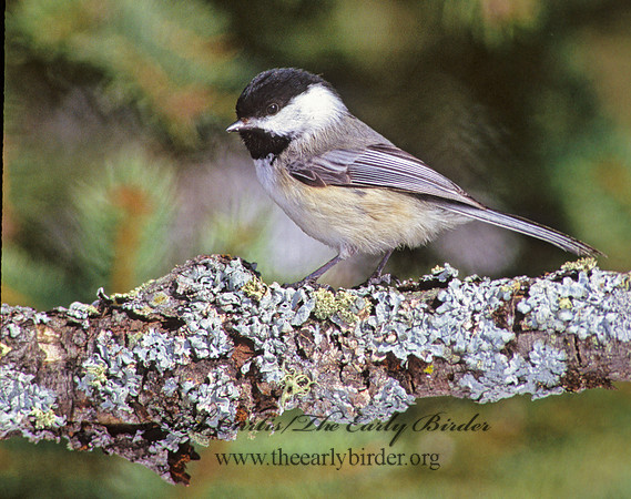 Poecile atricapillus  BLACK-CAPPED CHICKADEE 162102