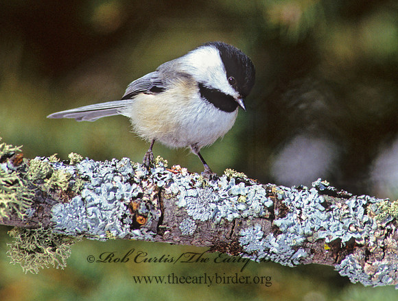 Poecile atricapillus  BLACK-CAPPED CHICKADEE 162036