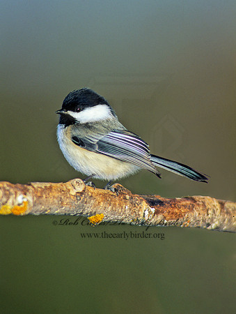 Poecile atricapillus  BLACK-CAPPED CHICKADEE 141406-2