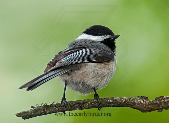 Poecile atricapillus  BLACK-CAPPED CHICKADEE 3007994