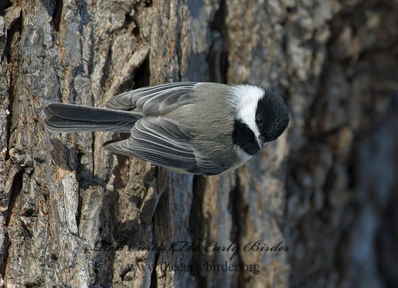Poecile atricapillus  BLACK-CAPPED CHICKADEE 5017188