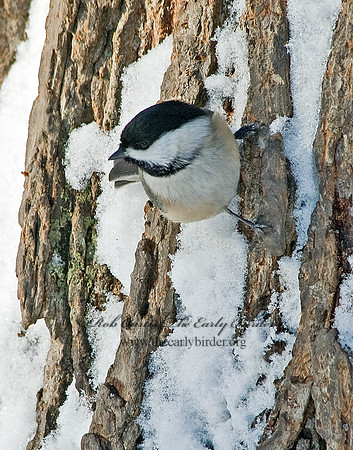 Poecile atricapillus  BLACK-CAPPED CHICKADEE 5017379