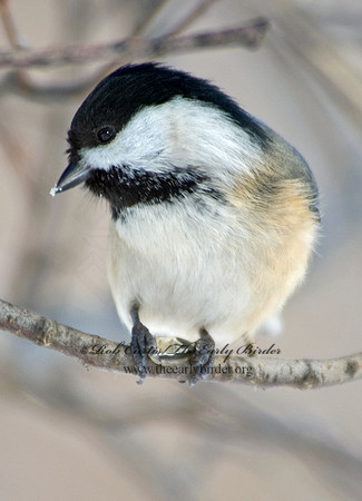 Poecile atricapillus  BLACK-CAPPED CHICKADEE 5017413