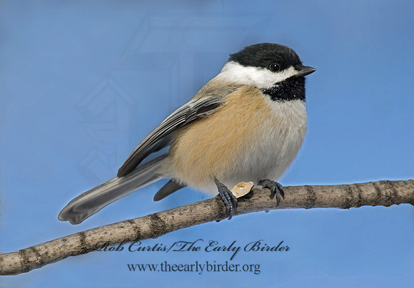 Poecile atricapillus  BLACK-CAPPED CHICKADEE 5017356
