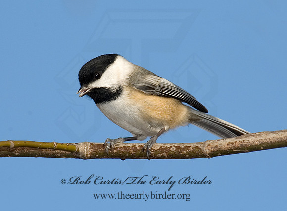 Poecile atricapillus  BLACK-CAPPED CHICKADEE 5018233