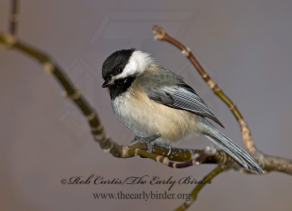 Poecile atricapillus  BLACK-CAPPED CHICKADEE 5018258