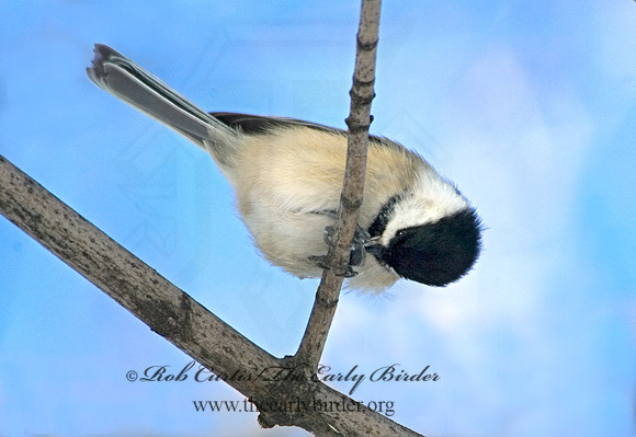 Poecile atricapillus  BLACK-CAPPED CHICKADEE 5017346