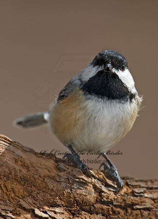 Poecile atricapillus  BLACK-CAPPED CHICKADEE 6001138