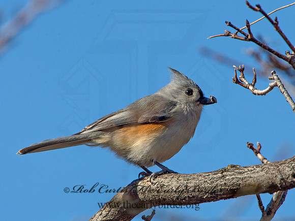 Baeolophus bicolor  TUFTED TITMOUSE 9042693