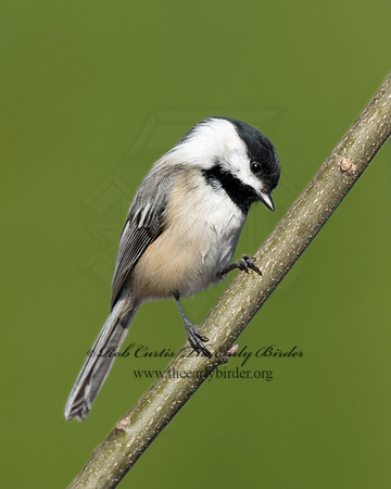 Poecile atricapillus  BLACK-CAPPED CHICKADEE 6000993 2