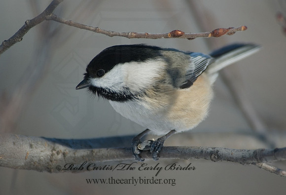 Poecile atricapillus  BLACK-CAPPED CHICKADEE 5017458