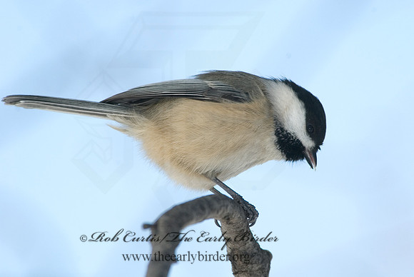 Poecile atricapillus  BLACK-CAPPED CHICKADEE 5017416