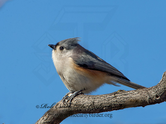 Baeolophus bicolor  TUFTED TITMOUSE 9042695