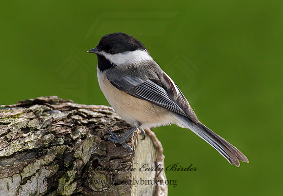 Poecile atricapillus  BLACK-CAPPED CHICKADEE 6001141