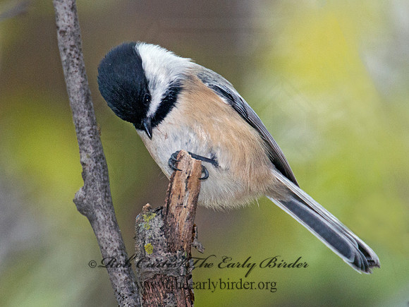 Poecile atricapillus  BLACK-CAPPED CHICKADEE 6035509