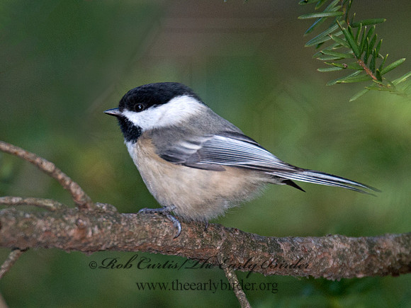 Poecile atricapillus  BLACK-CAPPED CHICKADEE 6035640
