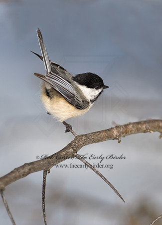 Poecile atricapillus  BLACK-CAPPED CHICKADEE 8001318