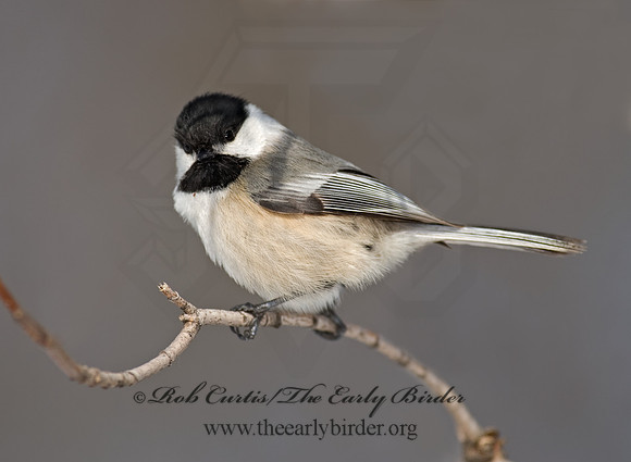 Poecile atricapillus  BLACK-CAPPED CHICKADEE 8001321