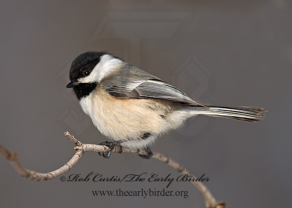 Poecile atricapillus  BLACK-CAPPED CHICKADEE 8001322