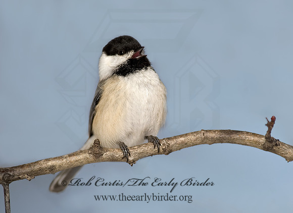 Poecile atricapillus  BLACK-CAPPED CHICKADEE 8001325