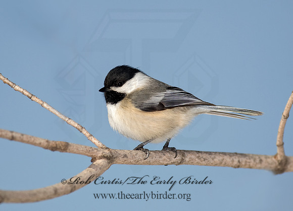 Poecile atricapillus  BLACK-CAPPED CHICKADEE 8001328