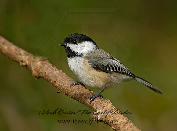 Poecile atricapillus  BLACK-CAPPED CHICKADEE 8019291