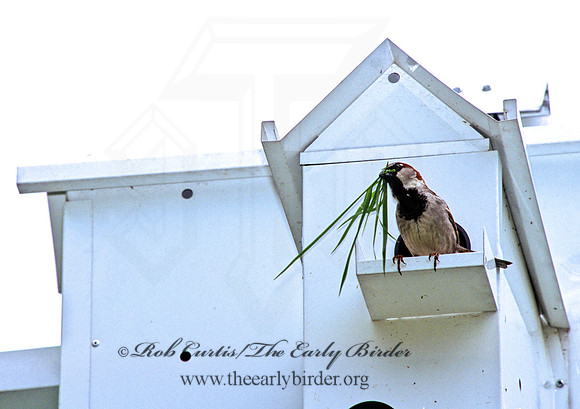 Passer domesticus  HOUSE SPARROW 300027