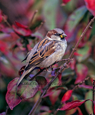 Passer domesticus  HOUSE SPARROW 247137