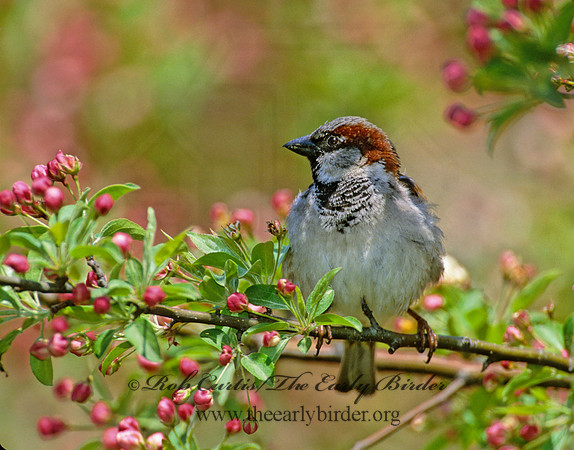 Passer domesticus  HOUSE SPARROW 1271023