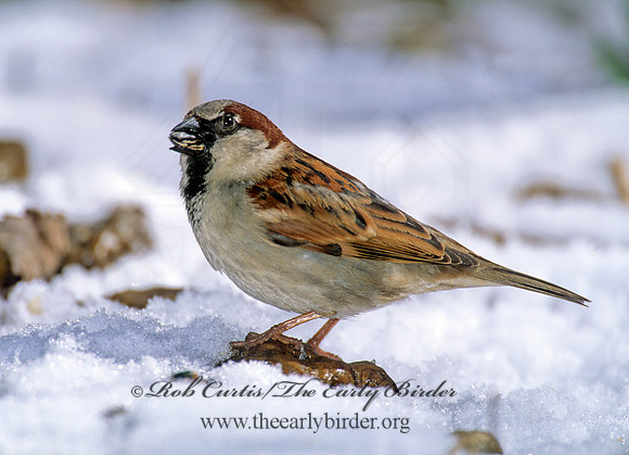 Passer domesticus  HOUSE SPARROW 269907
