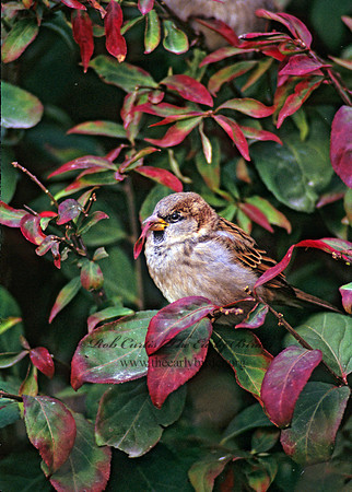 Passer domesticus  HOUSE SPARROW 247010