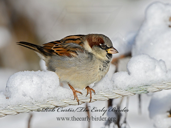 Passer domesticus  HOUSE SPARROW 1308466
