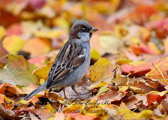 Passer domesticus  HOUSE SPARROW 1308126